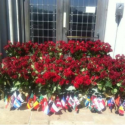 One Rose Update