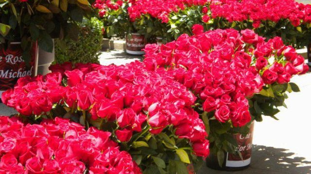 one rose 4