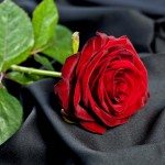 Last Chance To Buy A Rose For Michael
