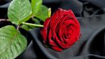 red-rose-on-black-silk_pop_15392