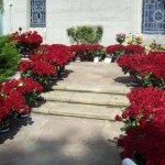 ‘Thrilling’ Red Roses For Michael!
