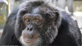 Bubbles Enjoys Retirement In Florida
